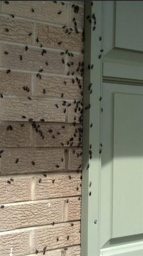 box elder bugs attacking a home