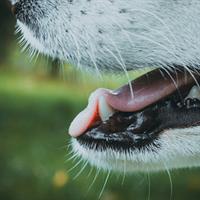 Riverside Animal Clinic - McHenry