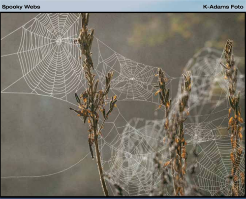Spooky Webs from K-Adams Foto