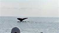 The Ultimate Whale Watching Adventure: Boon Island, Seals, and Whales!