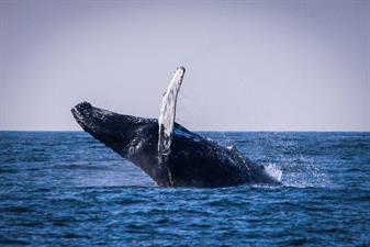 New England EcoAdventures