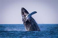 New England EcoAdventures - Kennebunk