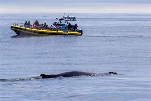 Whale watching 