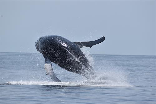 Whale jump 