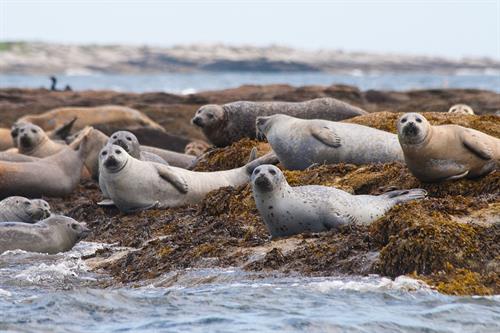 Seals 