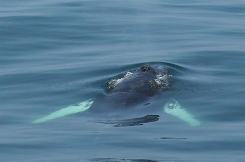 whale along boat