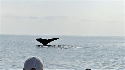 Whale tail 
