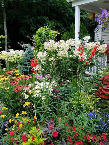 Pollinator-friendly plants at my home in Kennebunk