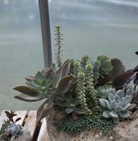 Make Your Own Succulent Garden @ Snug Harbor Farm