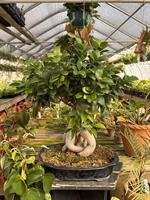 Bonsai 101 Workshop @ Snug Harbor Farm