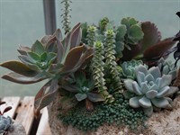 Make Your Own Succulent Container Workshop @ Snug Harbor Farm