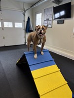 Woof Works Training LLC - Cape Neddick