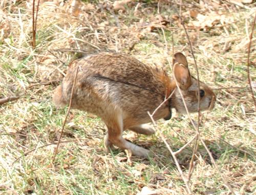 5 New England Cottontails released at Kittery Point - Rachel Carson NWR joined by Kittery Land Trust