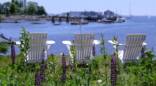 Relaxing by the Maine Coastline, Lupin 