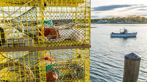 Lobster traps in Cape Porpoise 