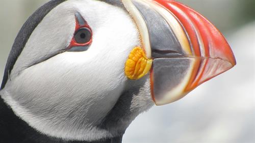 Miane Puffin 