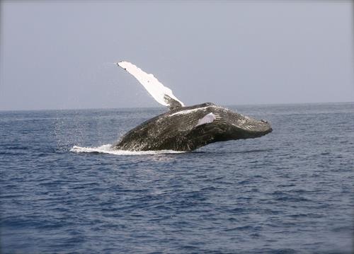 Breaching Whale watching tour 