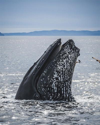 Humpback whale 