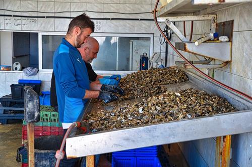 Oyster Farm Maine