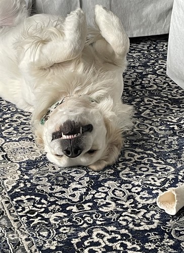 Winston