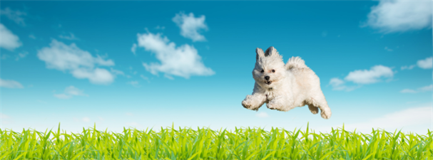 Wagamuffin