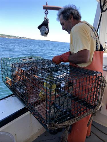 Hauling the lobster trap