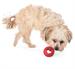 "Spread the Love" To Dogs In Need