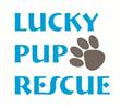 Lucky Pup Rescue, Inc.