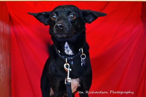 Brewster is available for adoption at www.luckypuprescue.org. He is an adult Manchester Terrier mix