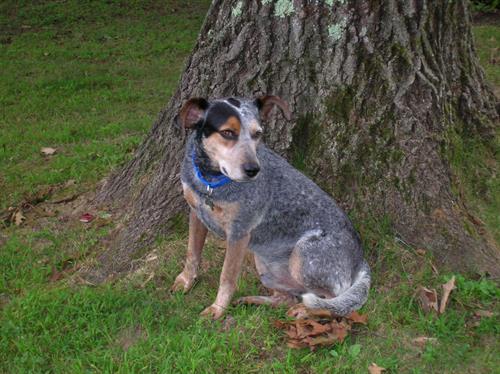 Gambler is a gorgeous cattle dog, available for adoption at www.luckypuprescue.org