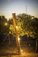 Harkness Edwards Vineyards: Twilight In The Vines