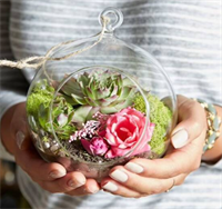 Harkness Edwards Vineyards: Succulent Terrarium Workshop