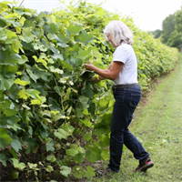 Harkness Edwards Vineyards: Vineyard Tour and Tasting