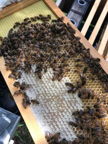 Bees capping off some honey 