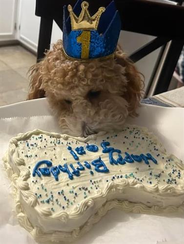 Doggie Birthday Cakes Doggie Birthday Cakes
