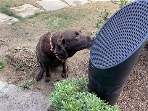 Gallery Image Ballard_spkr_with_Dog.JPG