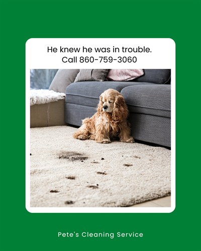 Gallery Image Dog_and_Dirty_Carpet(1).jpg