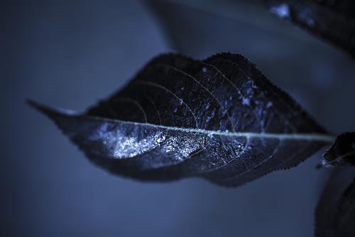 Lip Leaf Lip Leaf