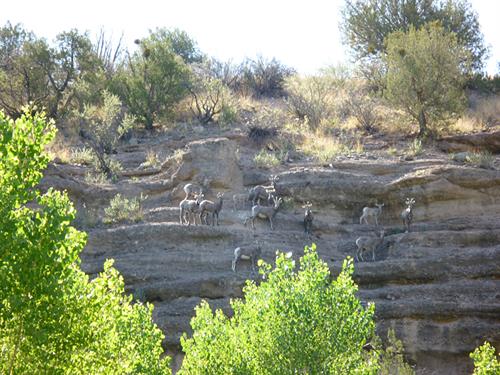 Bighorn Sheep on the Cliffs Across from the Casitas