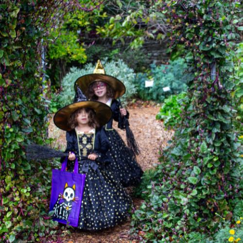 Gallery Image 6(1).png