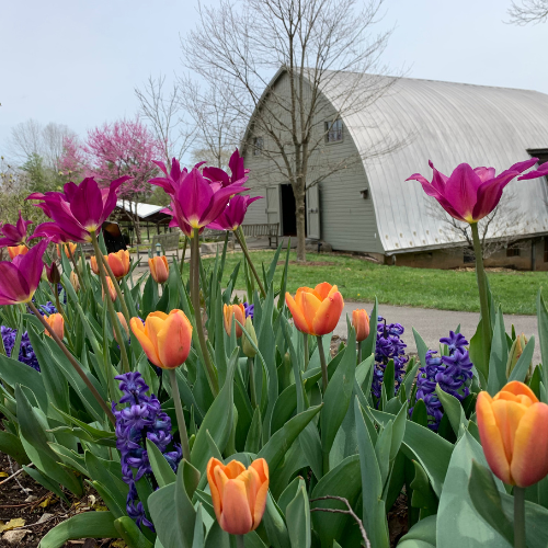 Gallery Image 8(1).png