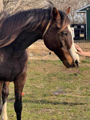 Equine assisted psychotherapy