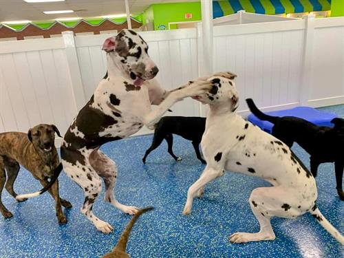 Gallery Image Big_Dogs_Playing.jpg