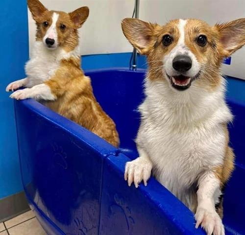 Gallery Image Corgis_in_Tub.jpg