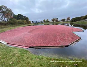 Hall’s Cape Cod Cranberries, LLC