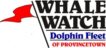 Dolphin Fleet Whalewatch