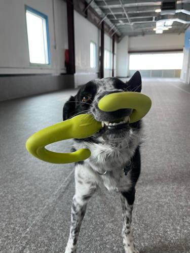 Airdrie Puppy Pals Dog Training