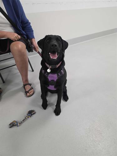 Jr Puppy Training Class for puppies 16 weeks to 1 year of age in Airdrie, Alberta.