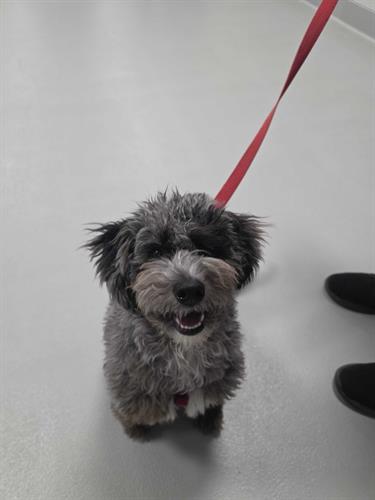 Minding our Manners Dog Obedience Training Course in Airdrie, Alberta