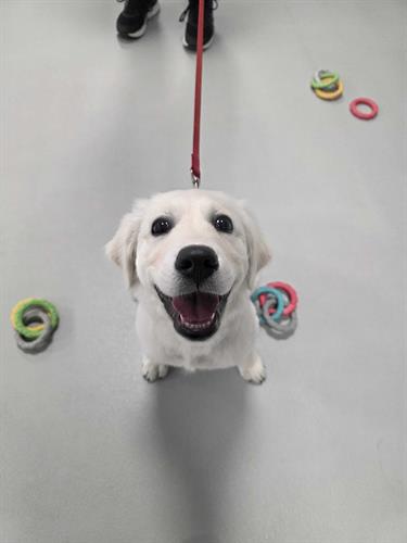 Puppy Training Class for growing puppies 8 to 16 weeks of age in Airdrie, Alberta.